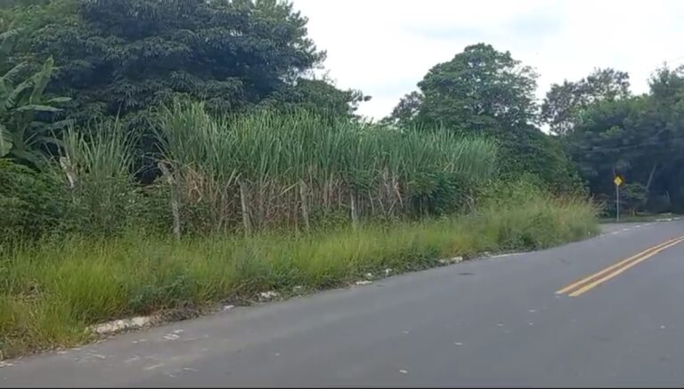 Mato alto em lote da prefeitura preocupa moradores