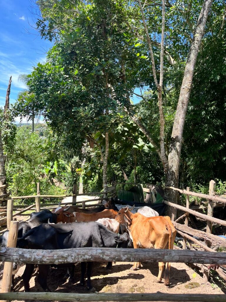 Polícia recupera gado furtado por quadrilha no interior de SP