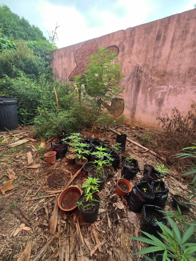 Com plantação em casa, médico é preso por tráfico de drogas