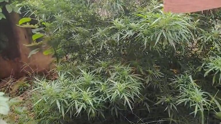 Infectologista é preso por suspeita de cultivo e tráfico de drogas