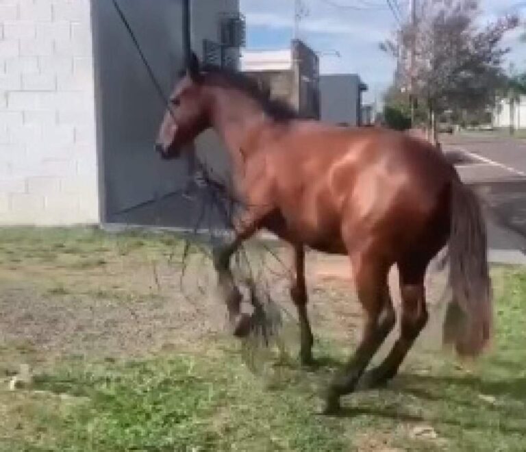 Cavalo fica preso em rolo de cabos de telefonia em Araçatuba