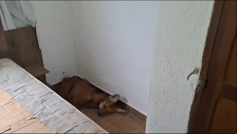 Lobo-guará é resgatado dentro de casa em Cunha