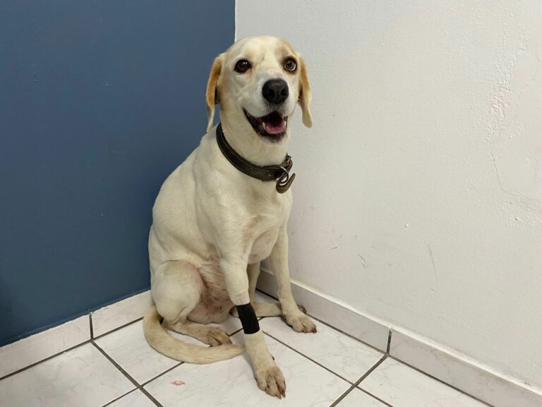 cachorro baleado caçapava