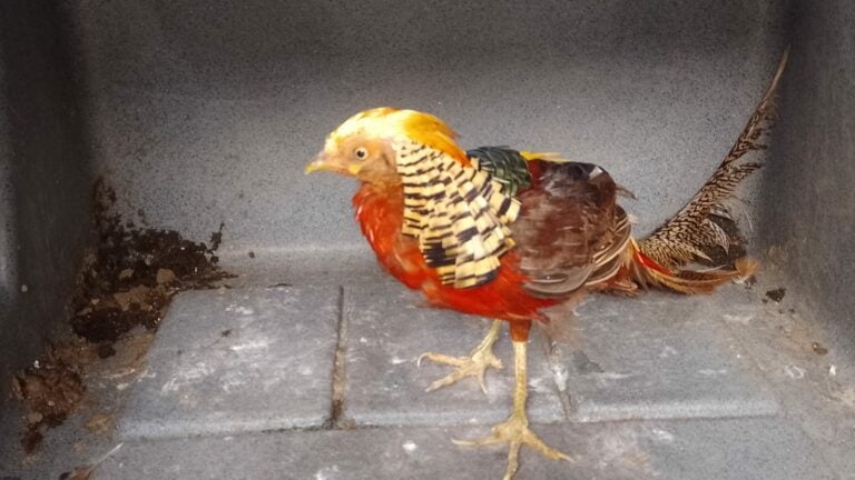 PM Ambiental resgata 12 aves em cativeiro no interior de SP