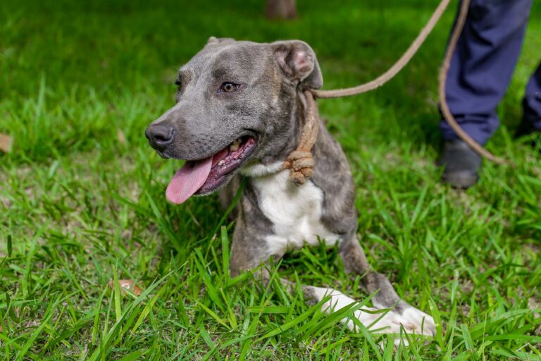 Mais de 50 filhotes esperam por uma família em evento de adoção da DBEA