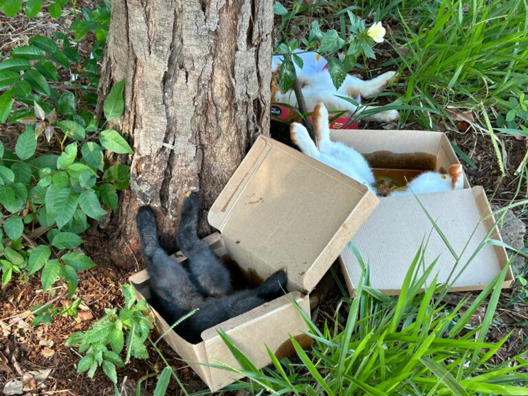 Quatro coelhinhos mortos, sem as cabeças e com o abdômen aberto são abandonados na City Ribeirão
