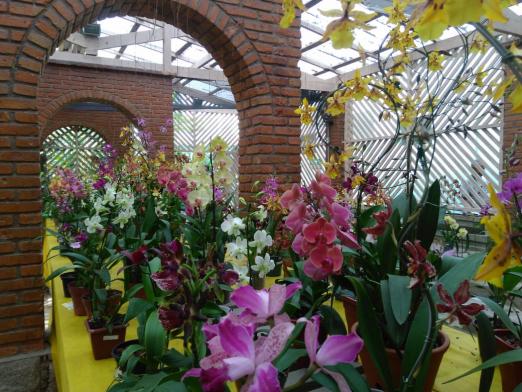 Dr. Orquídea ministra aula gratuita em Orquidário de Santos neste final de semana