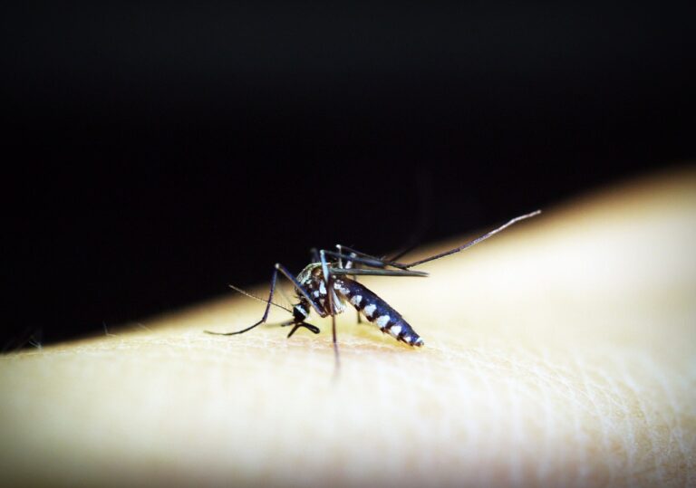Dicas práticas e eficazes para previnir a dengue