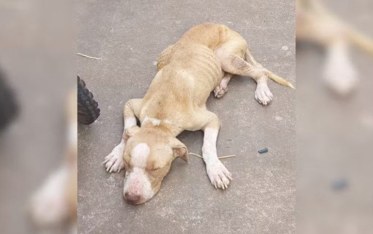 Homem é detido por maus-tratos a cães pit bull em Fernandópolis