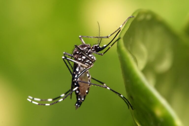 estado de emergência dengue ubatuba