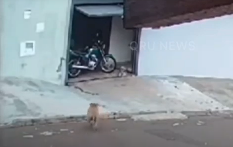 Vídeo | Shih-tzu morre ao ser atacado por Pitbull em garagem de residência