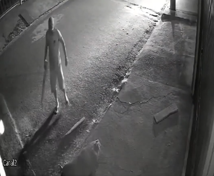 capivara morta sjc capivara morta sjc