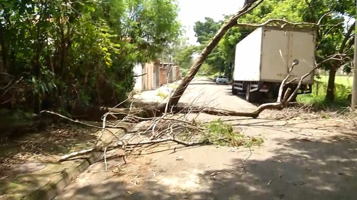 Chuva causa transtornos e queda de árvore bloqueia rua no interior de SP