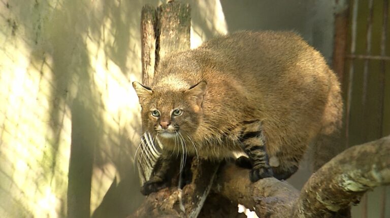 Saiba como é o tratamento das nove espécies de felinos que fazem parte dos projetos de conservação da Mata Ciliar
