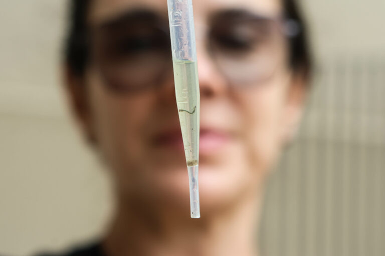 Com 3 mortes confirmadas, Campinas decreta estado de emergência para dengue