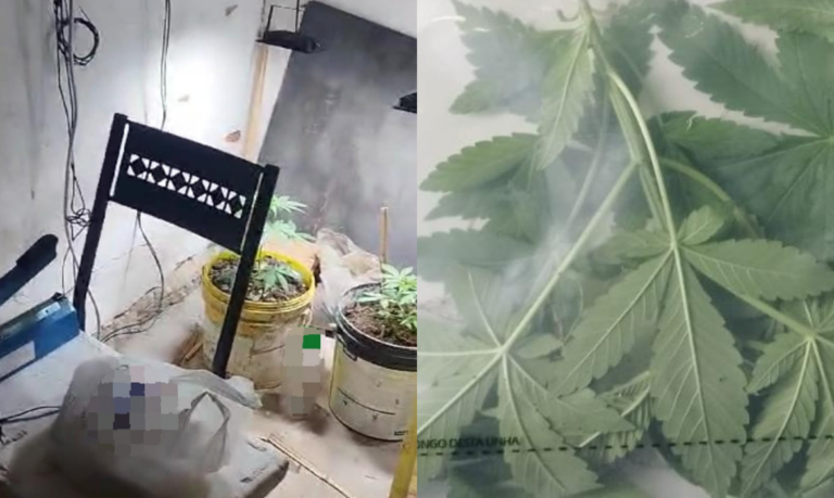 Mudas de maconha são encontradas em Guarujá