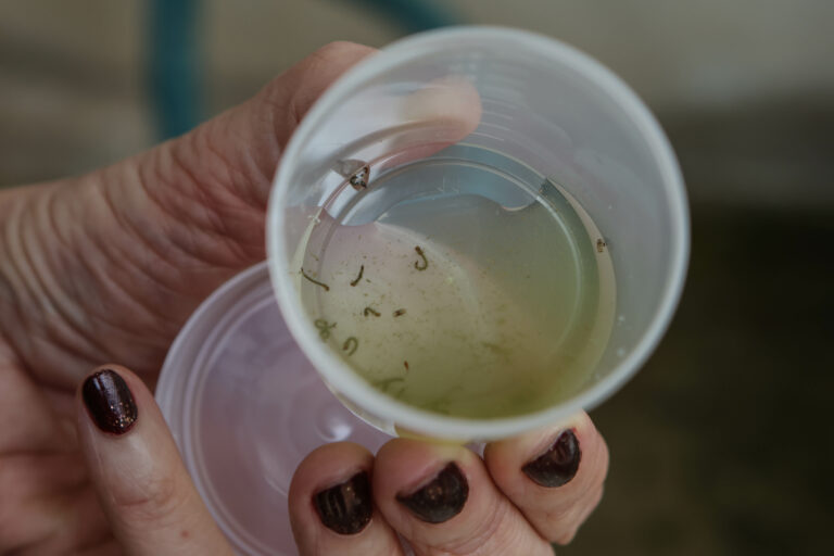 Dia D Estadual contra dengue Campinas tem ações em todo território ao longo do dia