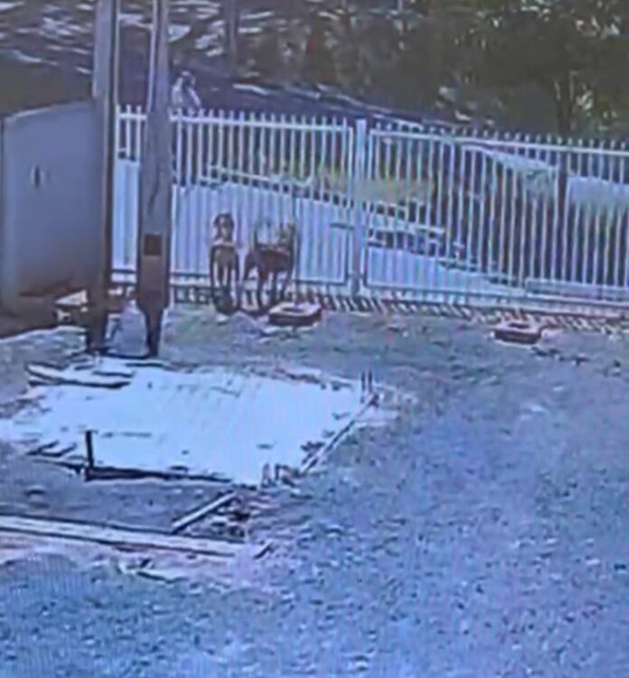 Flagrante! Homem atira e mata cadela em portão de empresa no interior de SP
