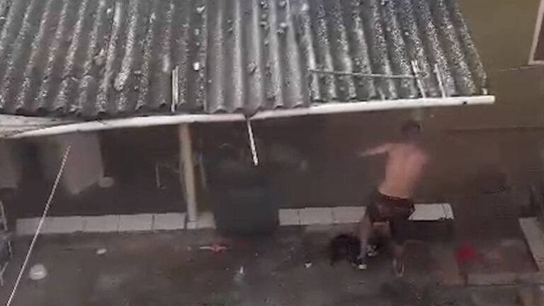 Homem é preso por agredir cachorra no interior de SP; veja