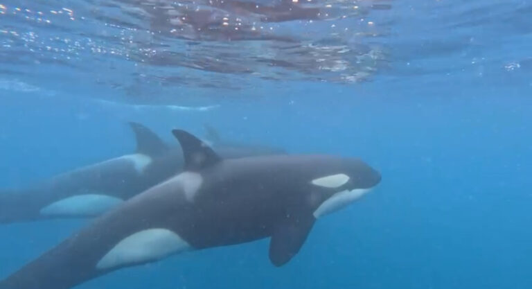 Mergulhadores avistam seis orcas no Arquipélago de Alcatrazes