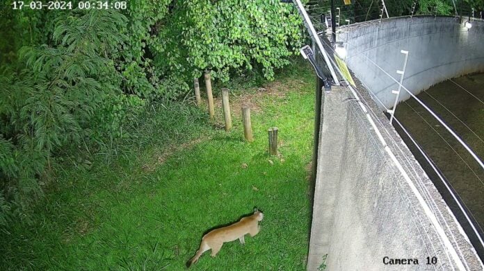 Veja o momento em que onça passa perto de condomínio no interior de SP