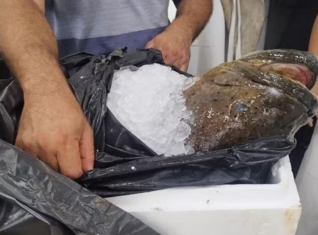Comércio é multado por venda ilegal de peixe em extinção em Santos