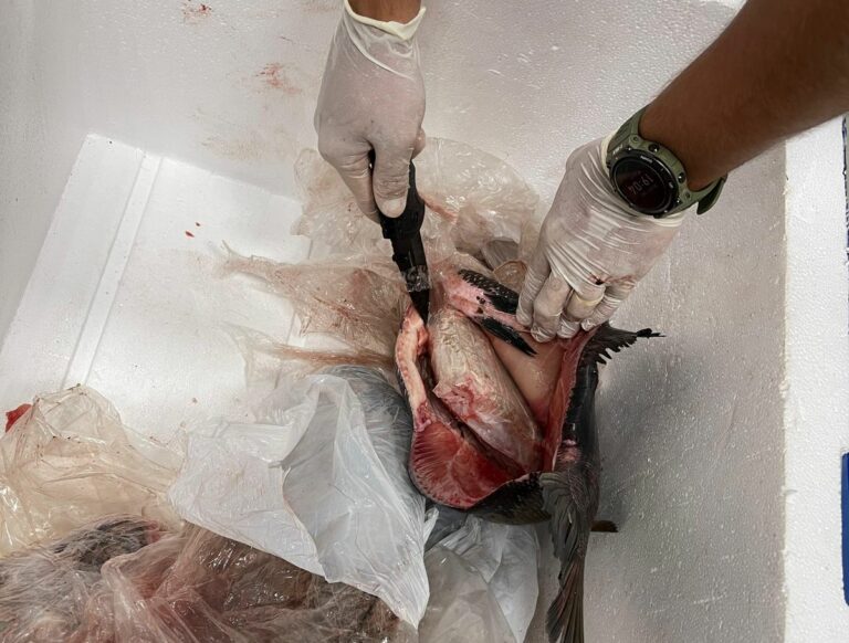 Policia-Federal-prende-passageira-transportando-56kg-de-skunk-dentro-de-peixes-congelados-2