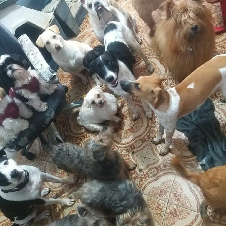 ONG da Baixada Santista enfrenta dificuldade financeira