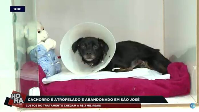 WhatsApp Image 2024-03-04 at 16.52.51 Homem atropela cachorro e não presta socorro no interior de SP