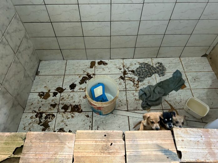 maus-tratos cães pinda