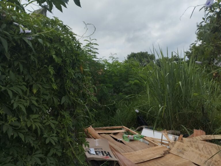 Terreno abandonado em São José gera possíveis focos de dengue