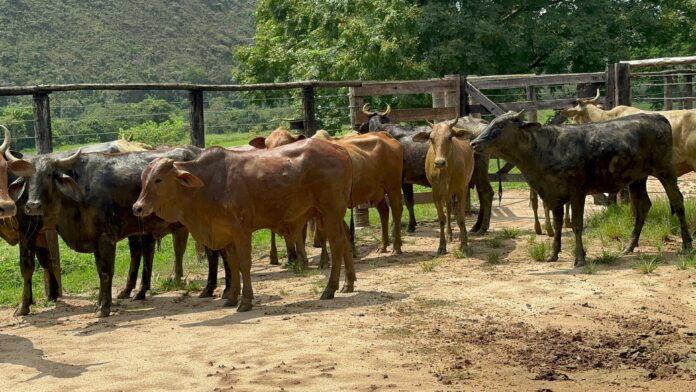 12 cabeças de gado furtadas em jacareí