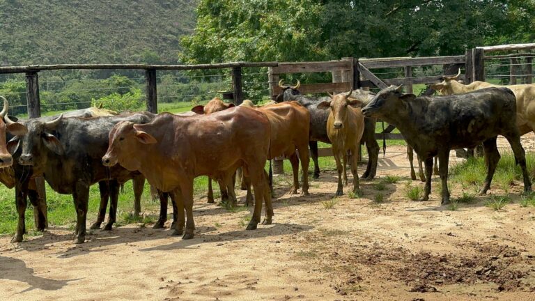 12 cabeças de gado furtadas em jacareí