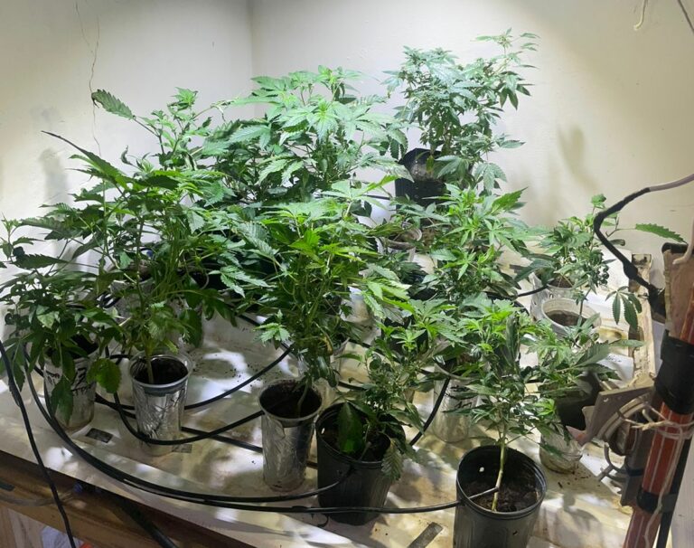 PM encontra 35 pés de maconha e prende responsável por tráfico de drogas