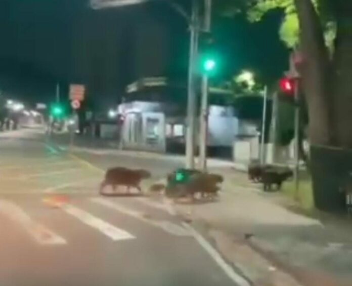 Grupo de capivaras é flagrado atravessando na faixa em Jacareí