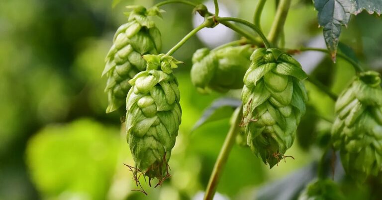 Compostos do lúpulo têm ação antiviral contra chikungunya