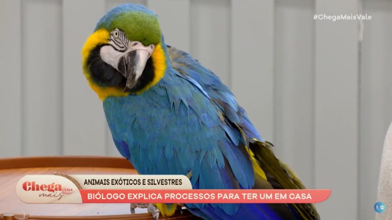 Chega Mais Vale recebe visita de animais exóticos; assista