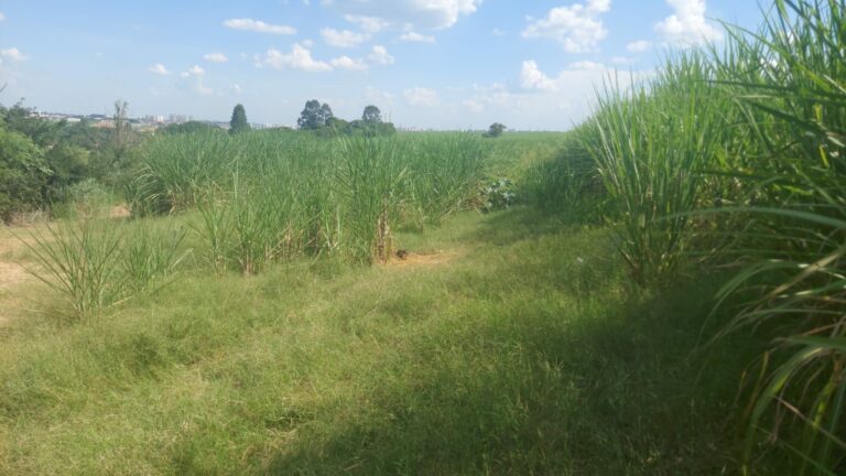 Mulher é encontrada morta em meio a canavial em Limeira