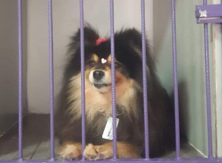 Justiça de Araçatuba arquiva inquérito sobre desaparecimento de cães entregues a APDA