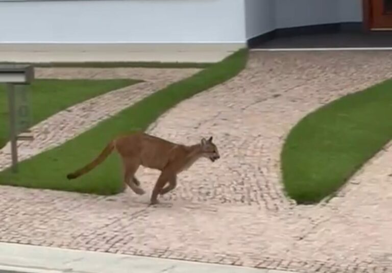 Animais silvestres aparecem com cada vez mais frequência em áreas urbanas; Veja o por quê