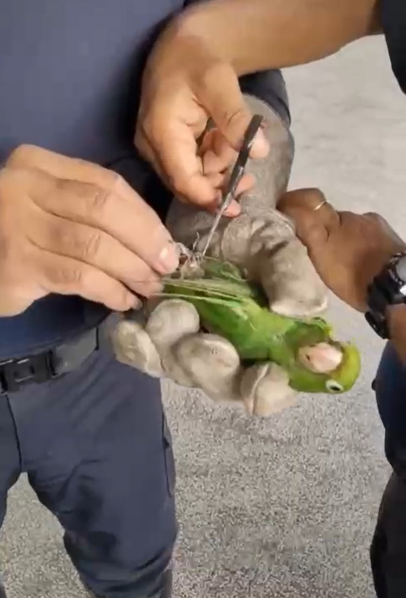 Guarda municipal resgata ave enroscada em linha chilena