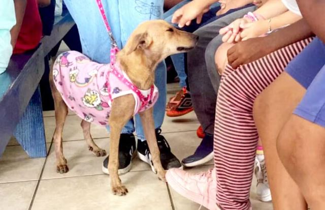 Itanhaém lança projeto kids de conscientização sobre cuidados com animais