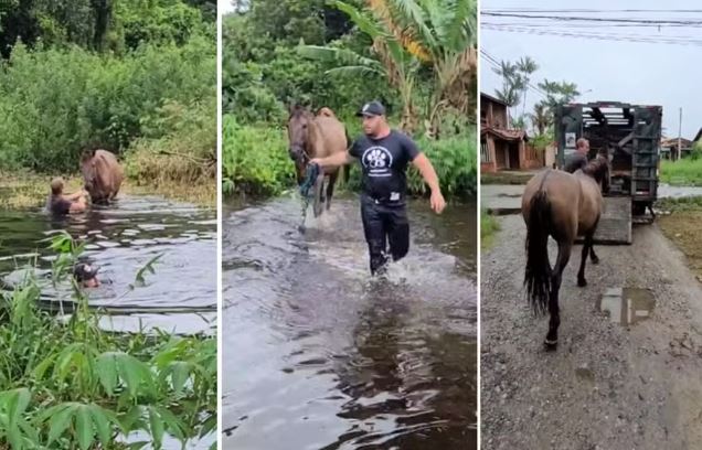 Maus tratos: Cavalo é resgatado submerso em enchente Itanhaém