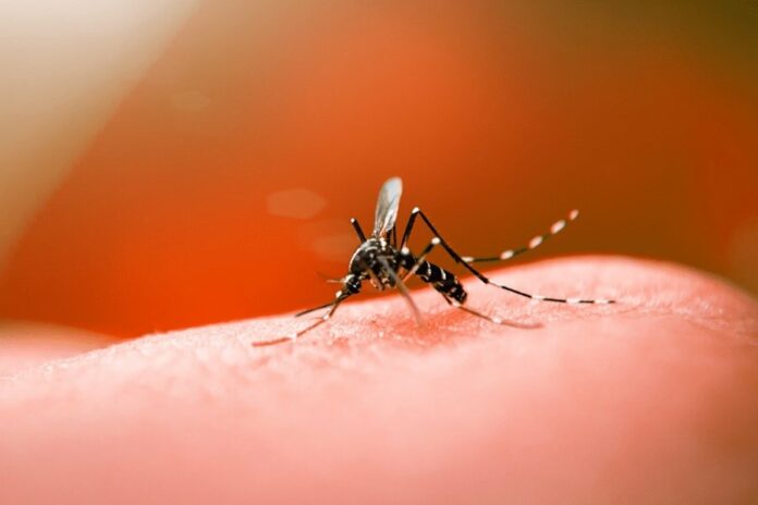 mosquito aedes