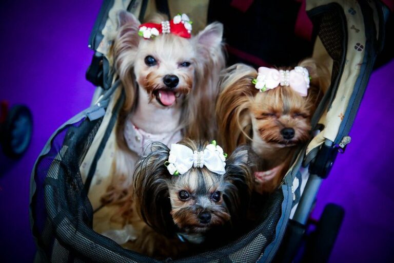 Feira Santo Pet acontece pela primeira vez em Santos