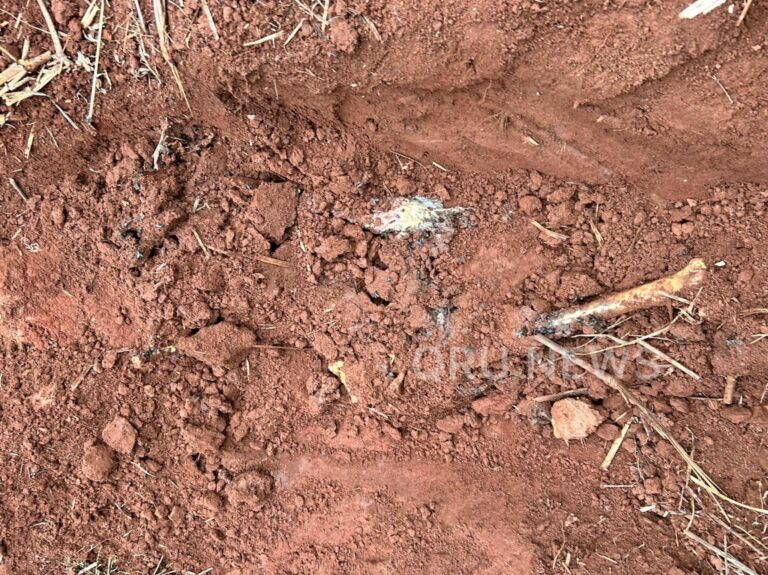 Polícia encontra ossada em plantação de milho e caso é investigado