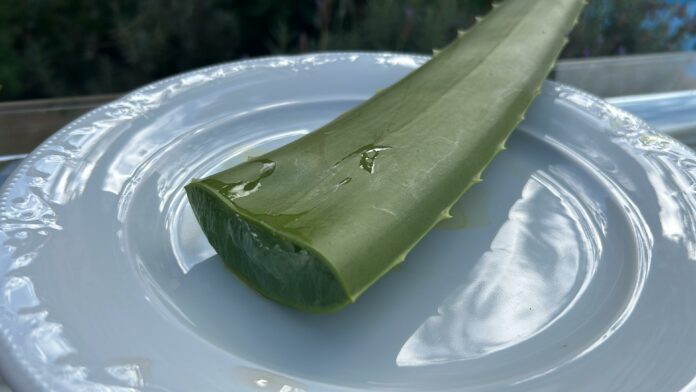 Babosa pode trazer benefícios para a saúde a longo prazo