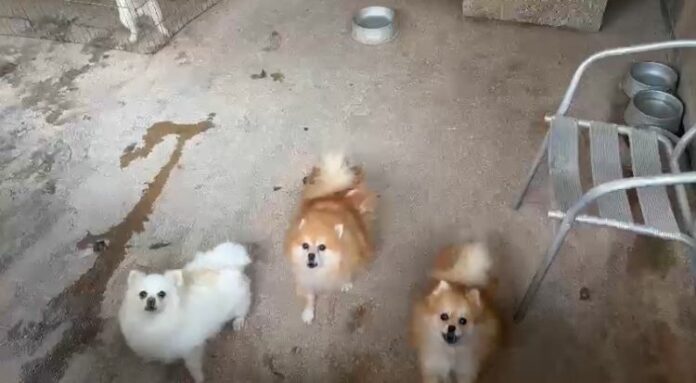 Canil clandestino é lacrado por maus tratos e posse ilegal de animais silvestres 1