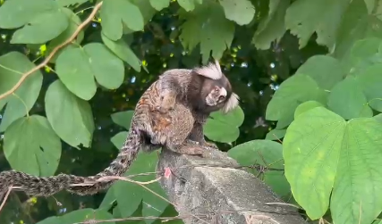 macaco sagui taubaté macaco sagui taubaté