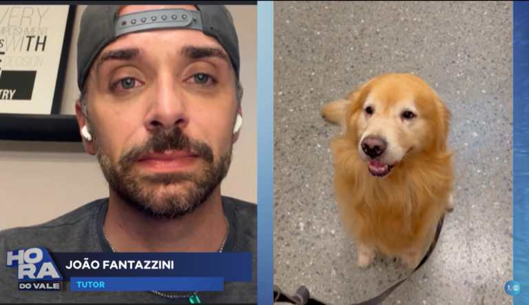 Transporte de animais: aprenda como viajar em segurança